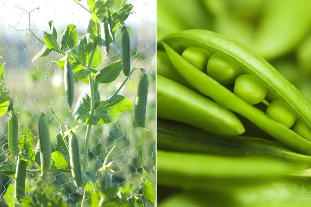 UK heatwave spark fears Brits will miss out on mushy peas with their fish and chips