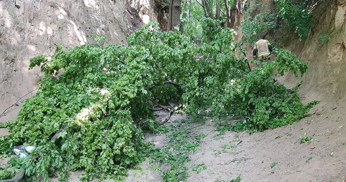 Korzeniowy Dol Gorge: Multiple children injured after huge branch falls off tree