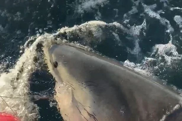 'Biggest great white ever' in the Atlantic seen heading towards holiday hotspot