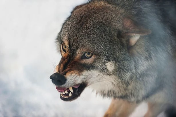 Wolf attack advice issued to tourists in holiday hotspot - 'show dominance'