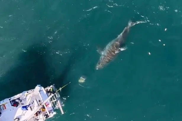 'Biggest ever' great white shark outsmarts scientists after coming face-to-face