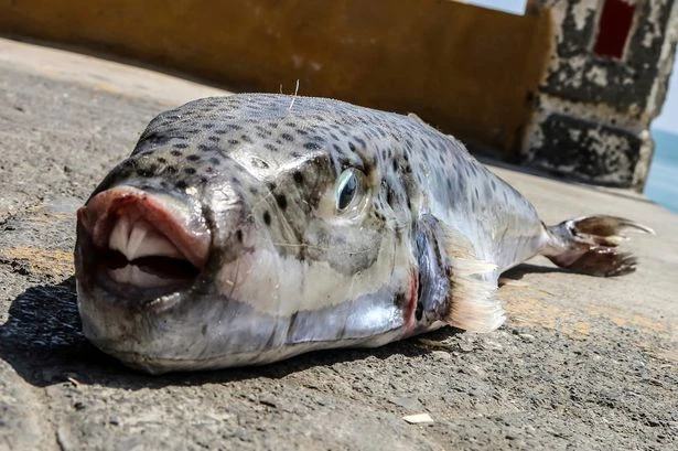 'Ugly' toxic fish that can bite through human bone invades major tourist hotspot