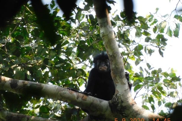 Bizarre new monkey species that speaks in burps and looks like a duck discovered