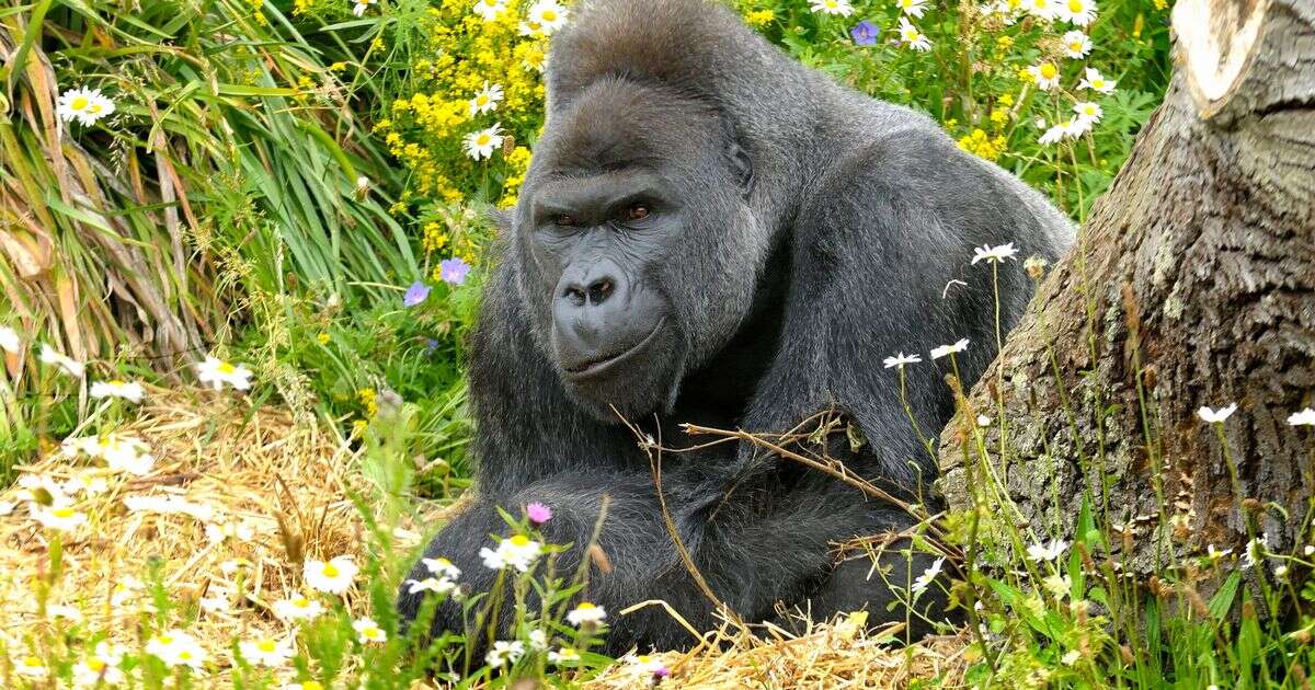 UK zoo issues urgent warning after gorilla enclosure break-ins spark devastating consequences