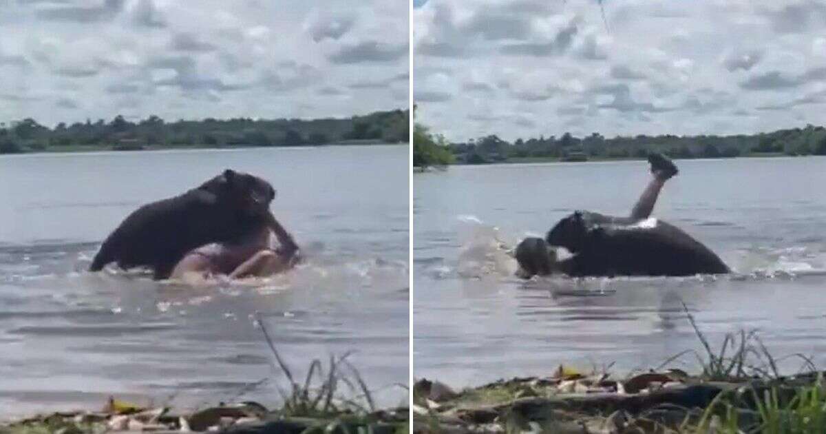 Horror as woman attacked by world's largest rodent while swimming in lake