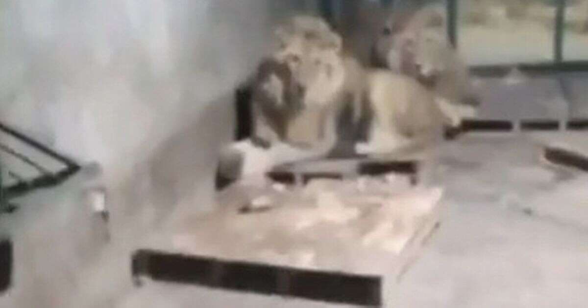 Harrowing three final words of zookeeper eaten alive after filming himself with lions 'to impress girlfriend'