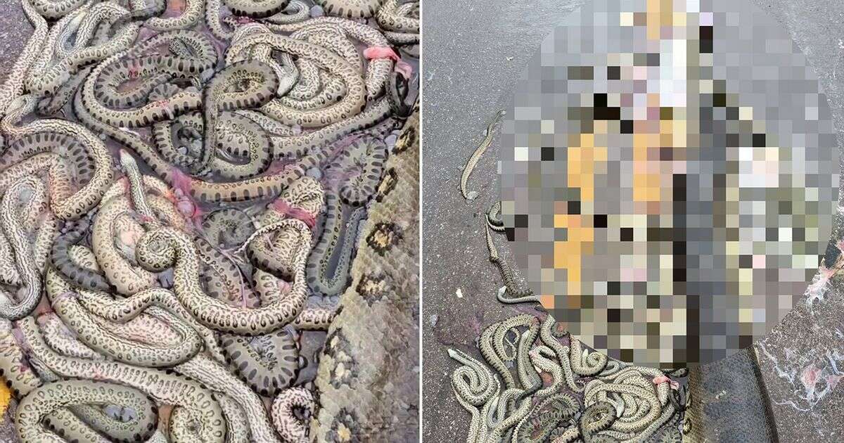 Moment massive pregnant anaconda gives birth to 40 baby snakes after being run over