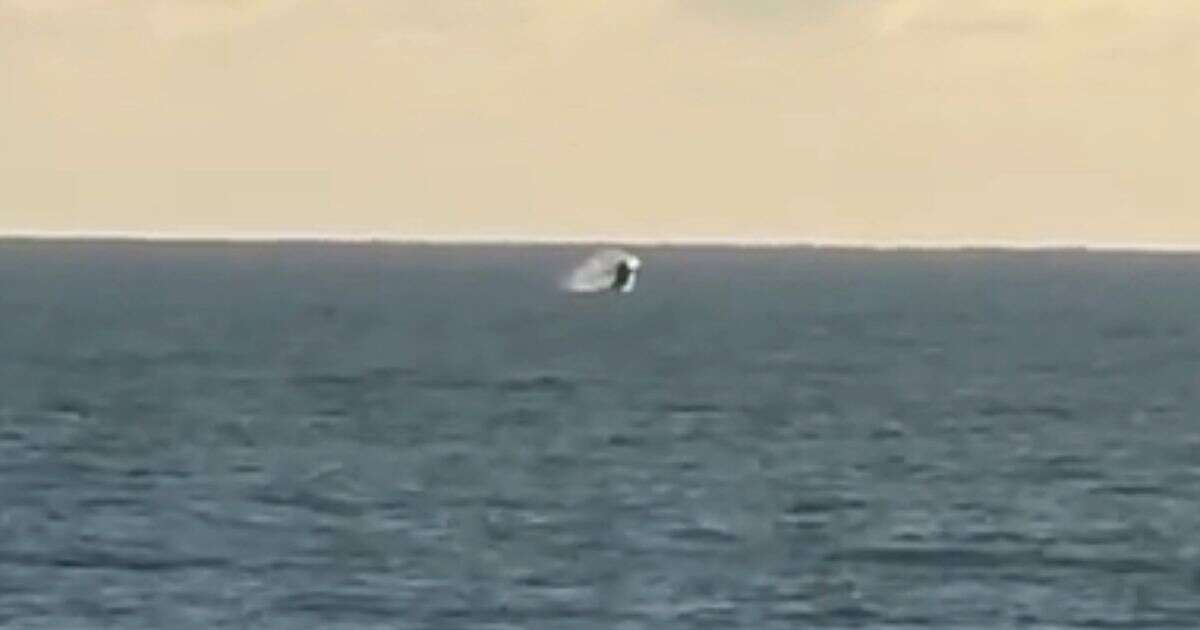 Humpback whales spotted frolicking off British beach in rare UK sighting