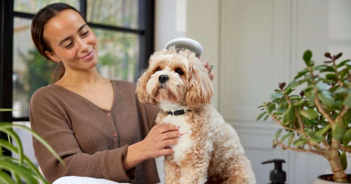 Brits spend £17.8b a year pampering their pets - from massages to fairy tales