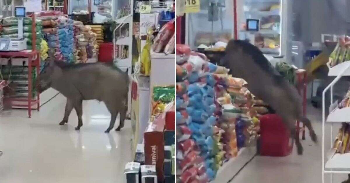 Moment wild boar rampages through supermarket as terrified shoppers run for cover