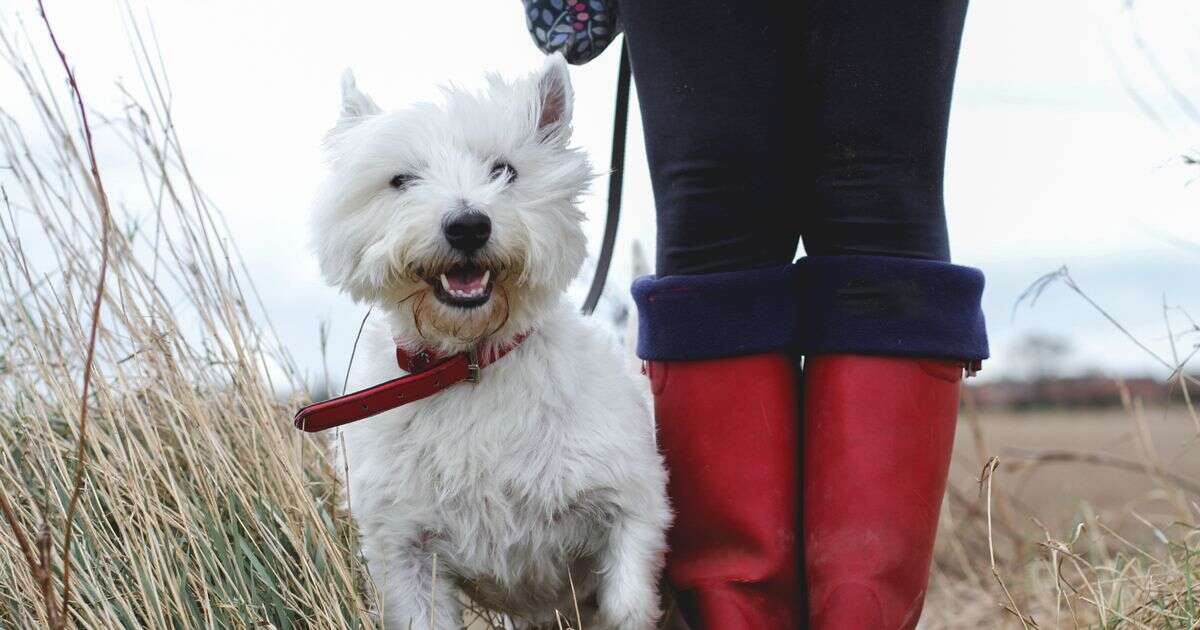 Vet reveals exactly how many minutes you should walk your dog every day