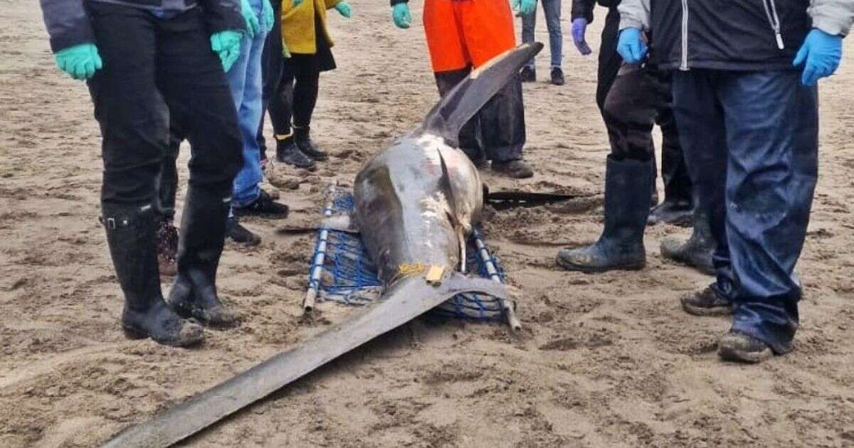 Endangered 14ft shark found dead on UK beach was 'killed by angler'