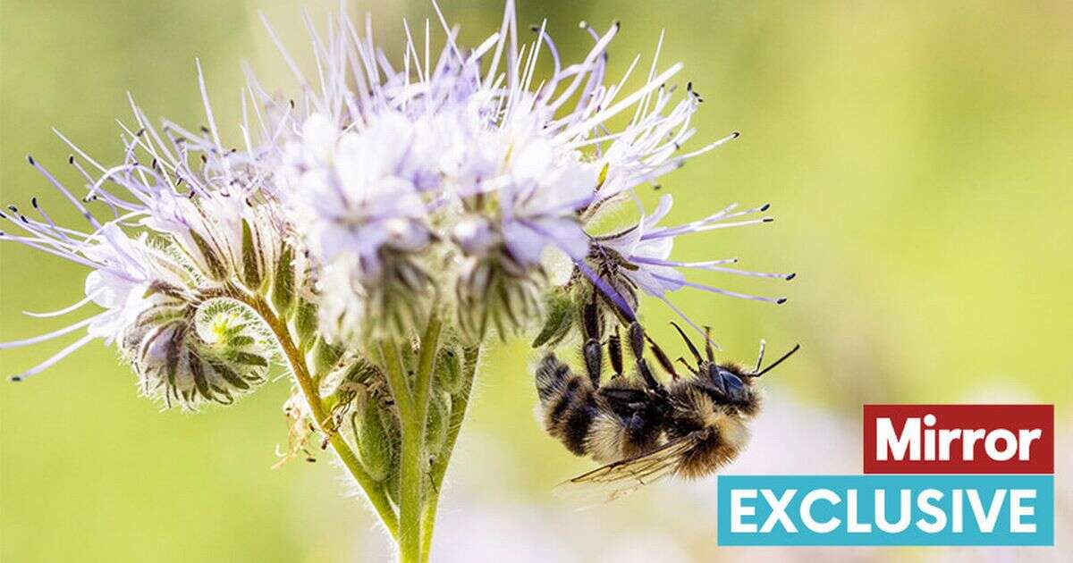 'Ban pesticides to save British bees from extinction' say 1.6 million Brits