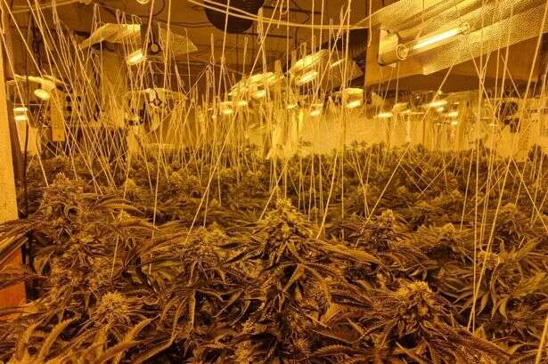 Bloke arrested after £1m cannabis farm found in house on quiet UK street