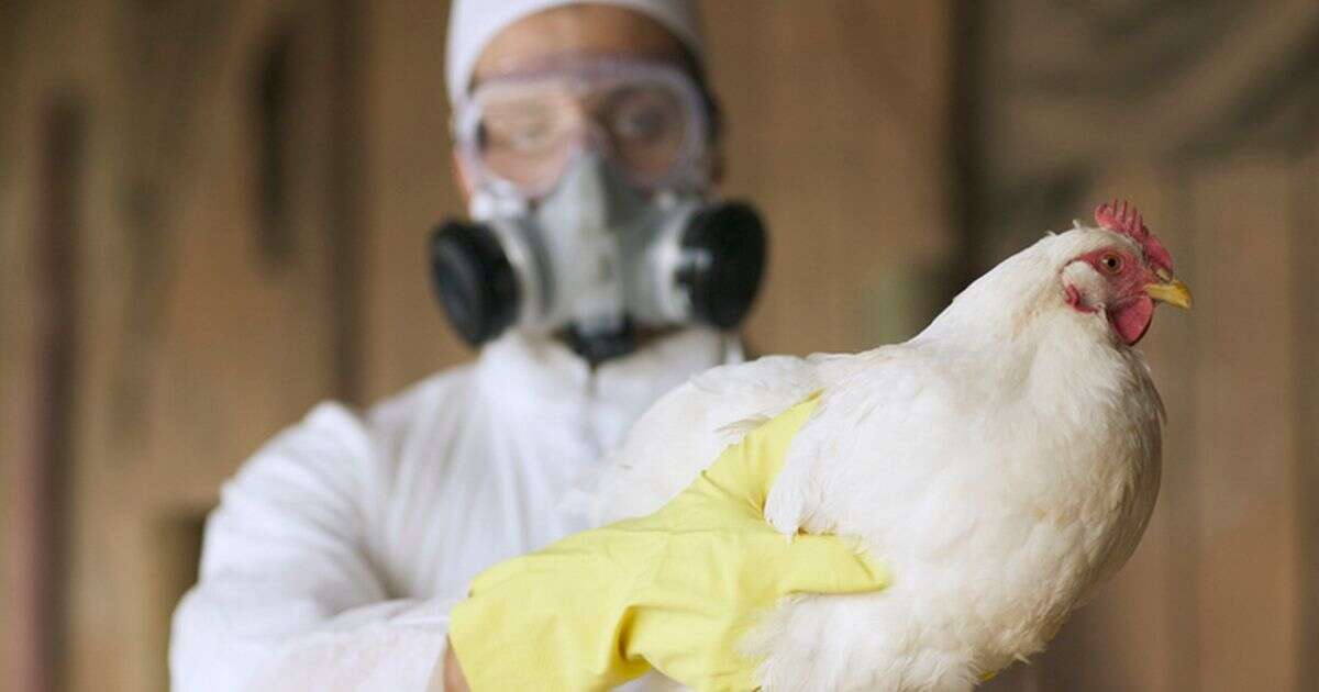 Bird flu symptoms in humans as US reports first-ever death