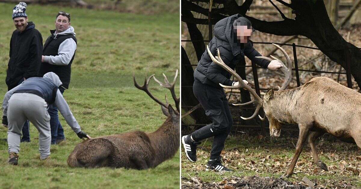 Outrage as cheering yobs pull stag's antlers before being rammed to ground in deer park