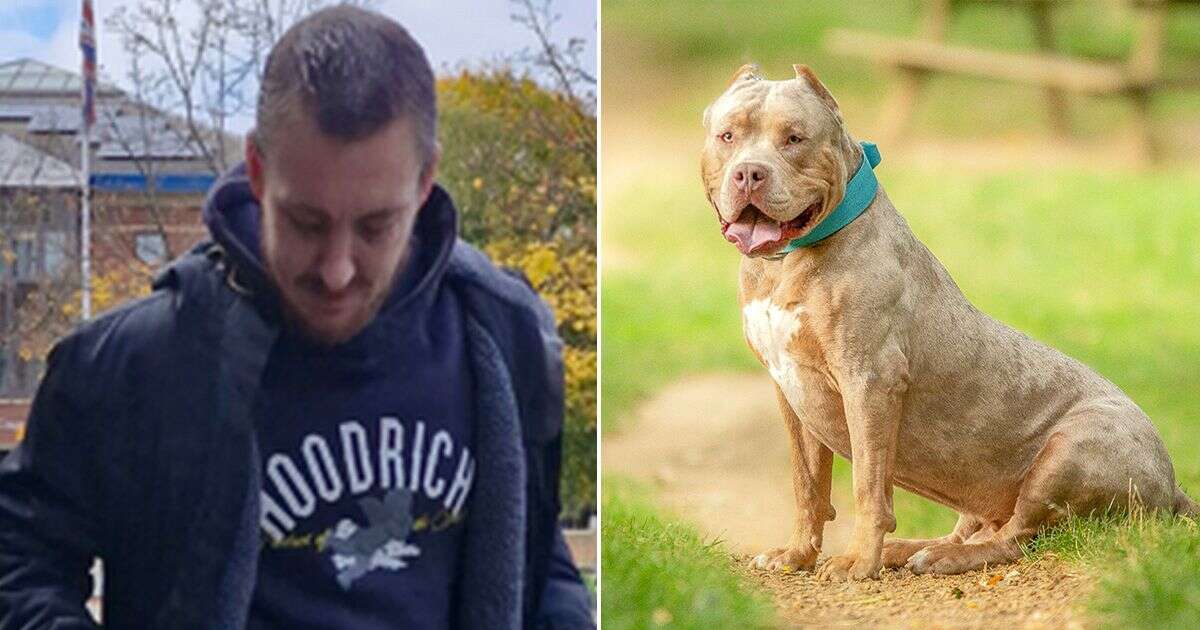 XL Bully owner admits dog out of control after savage attack but begs to be allowed pets