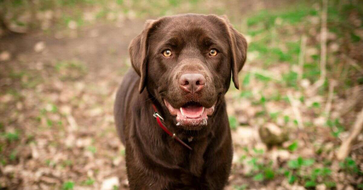 Dog owners warned as chew toy linked to deadly 'werewolf syndrome' that's killed 15 pets