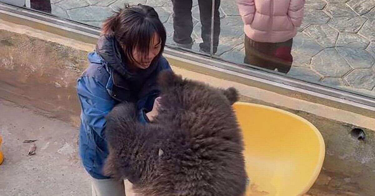 Zookeeper instantly regrets grappling bear cub in heart-stopping footage