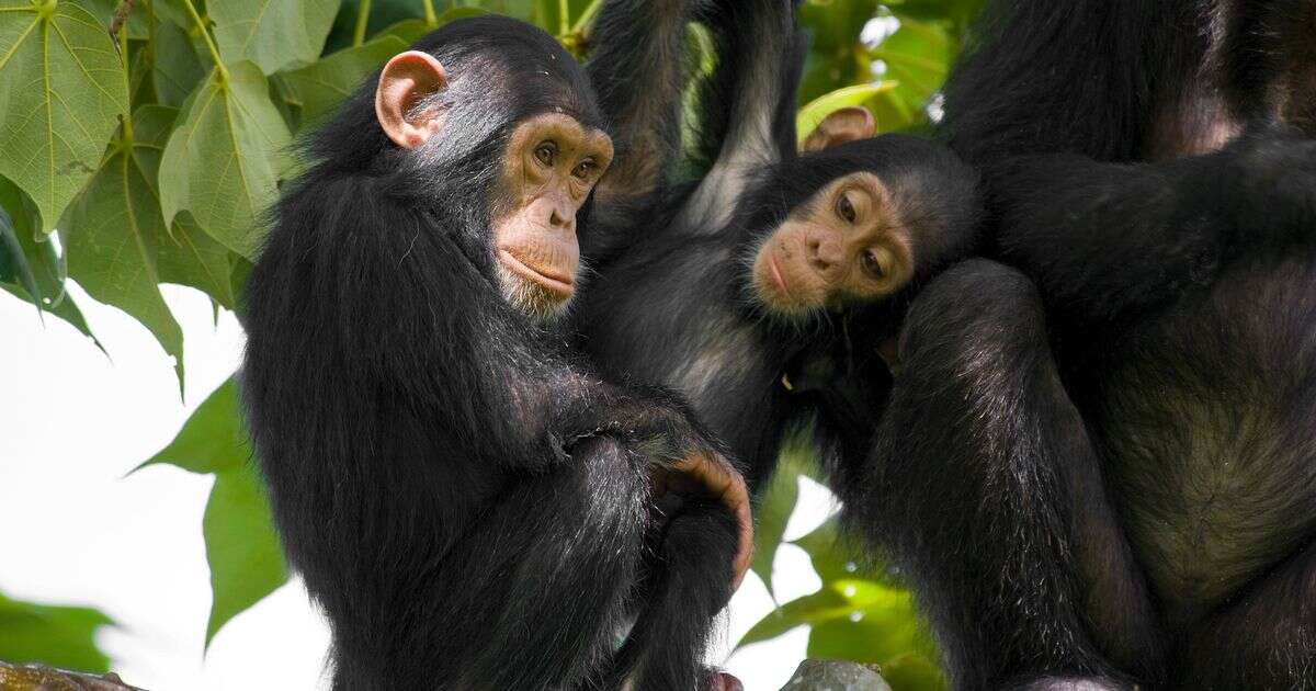 Chimpanzees have 'genetically adapted' to resist deadly disease in 'significant' finding for humans