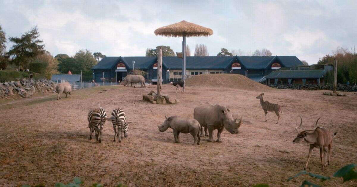 Horrifying scenes at Colchester Zoo as rhino kills zebra in front of terrified kids