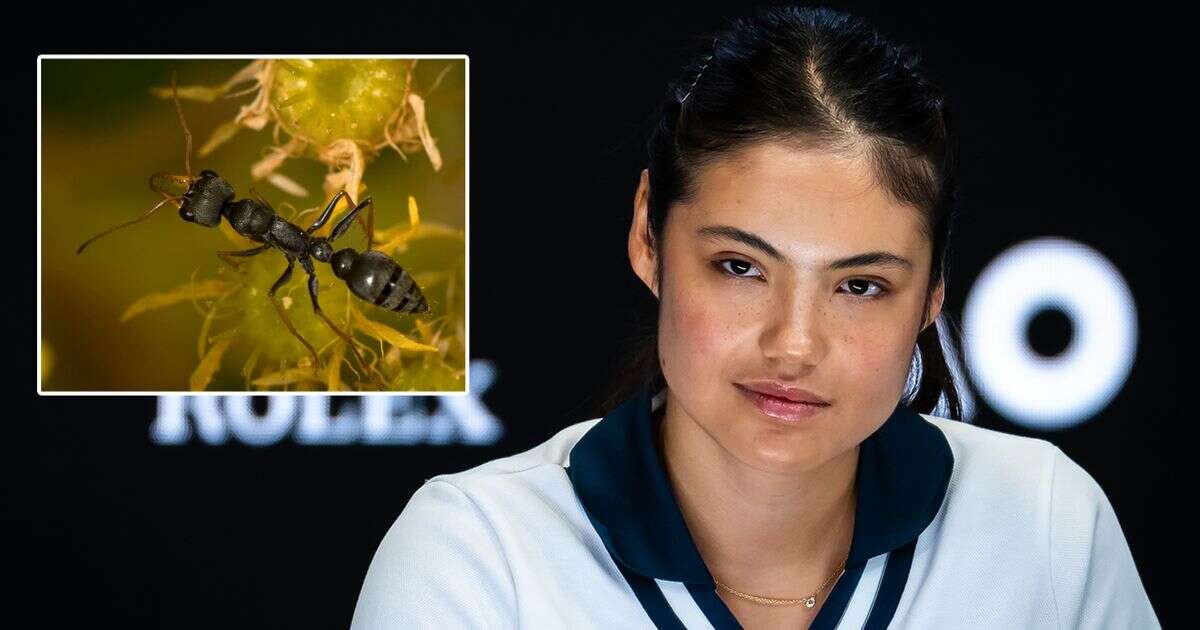 Emma Raducanu bitten by 'jumping ants' but refuses to treat wounds due to doping test fears