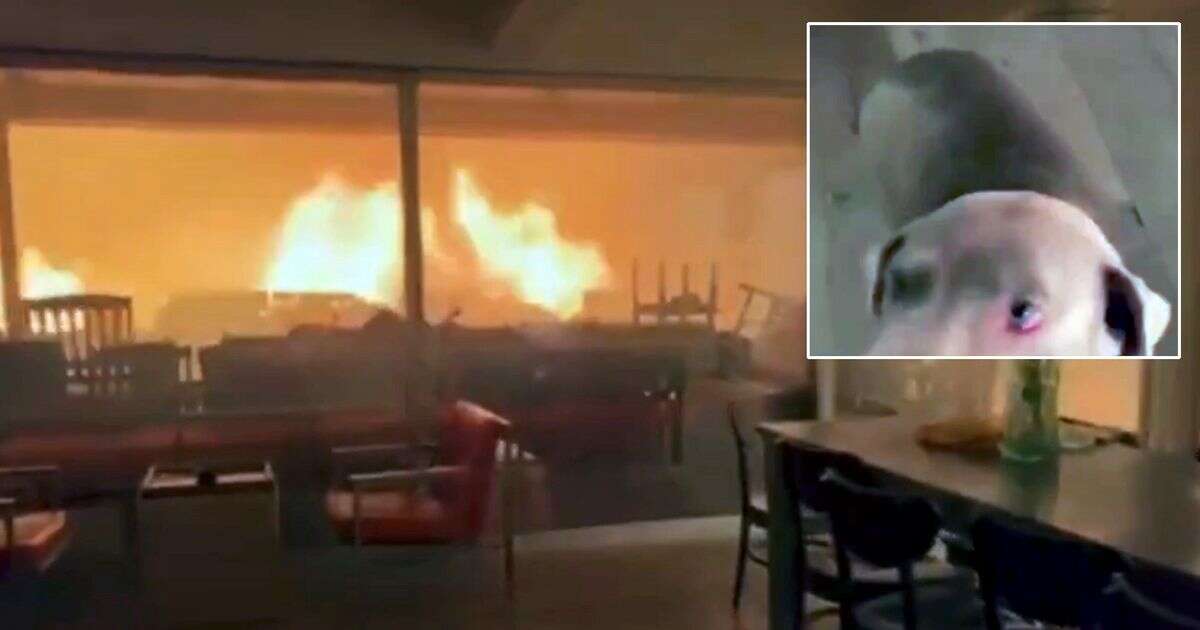 LA wildfires: Two surrounded by flames inside home heartbreakingly tell dog 'it'll be okay'