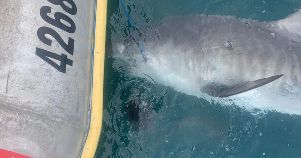 Shark spotted throwing up spiky land-dwelling 'fully intact' echidna in world first