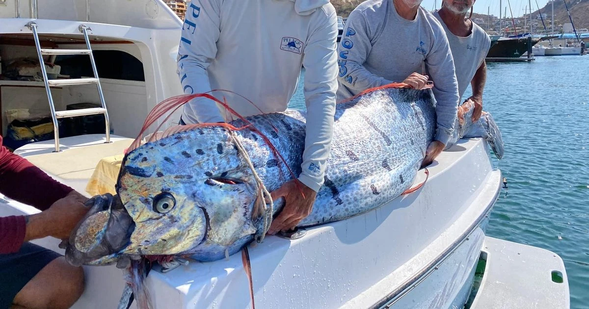 Deep sea fish known as 'harbinger of doom' rescued from shark attack