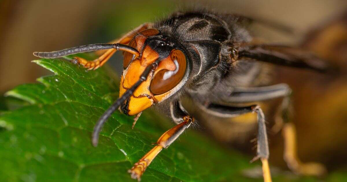 Asian hornets theory explains how major threat to UK bees got here