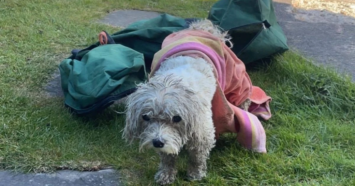 Stolen dog found tied up in bag, shaking in terror and buried under sticks