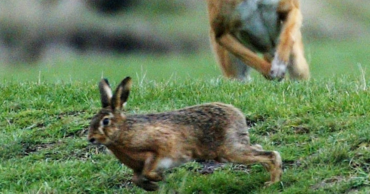 Nine dead hares left lining country road as 'message' after latest barbaric killings