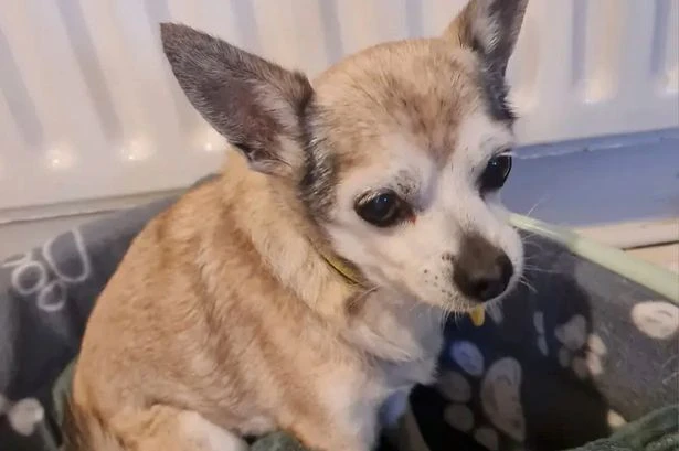 Britain's oldest rescue dog searching for retirement home at age of 126