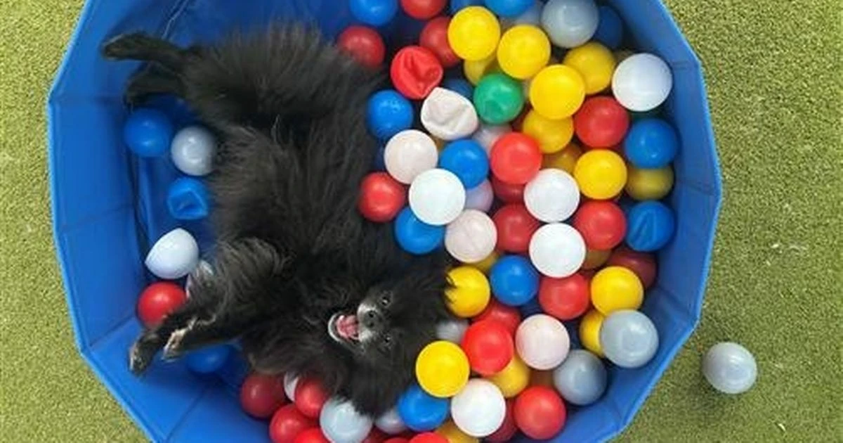 These adorable pets are desperate for a new home - here's how to help