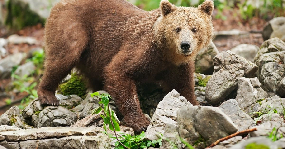 Skofljica bear attack leaves woman critical after horror near Llubljana in Slovenia