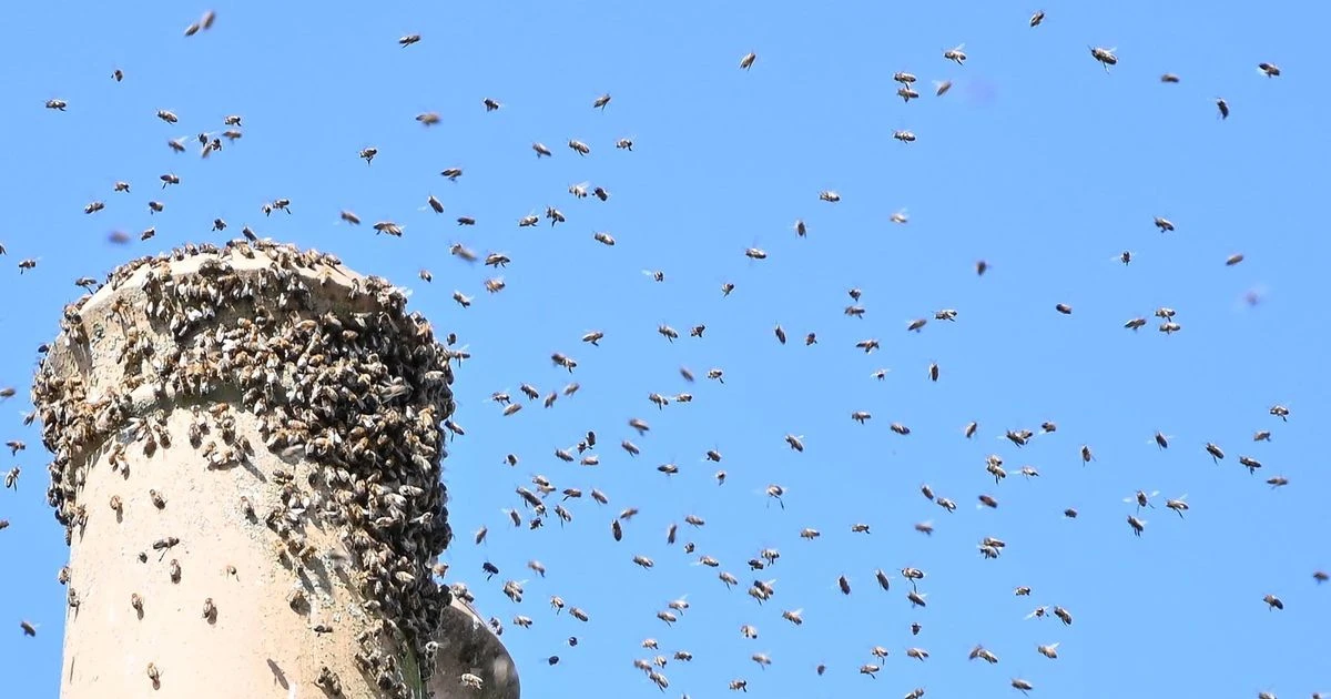 Suburb terrorised by 'monsoon of bees' as one million swarm their homes for six months