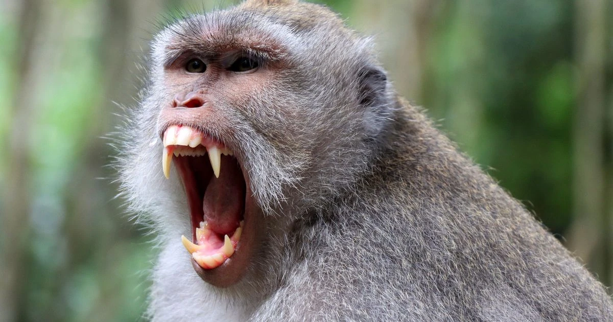 Mum's warning as daughter has to get rabies jab in neck after Bali monkey bite