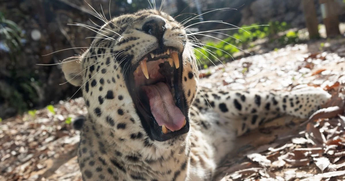 Jerusalem Biblical Zoo worker fighting for life after horror leopard mauling