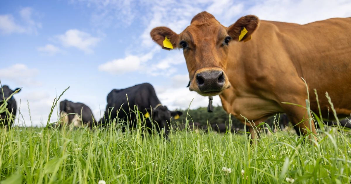 Ad FeatureThe local link to your latte – how one popular coffee brand benefits from British milk