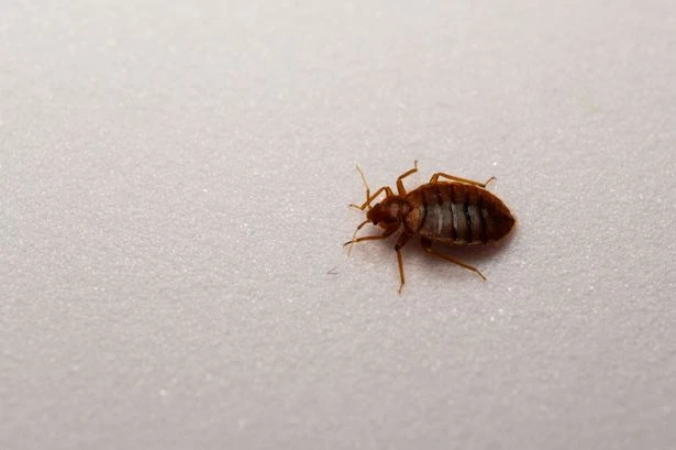 UK Government infiltrated by bed bugs as officials spent £150k trying to remove critters