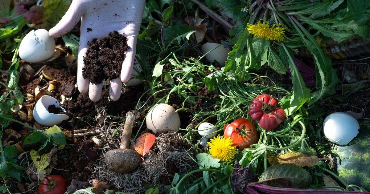 Popular food scrap will 'boost' your roses - and even repel cats and rats