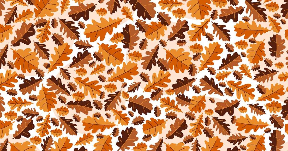 Only those with crisp vision can spot acorn hiding in tricky autumn brain teaserBrainteasers