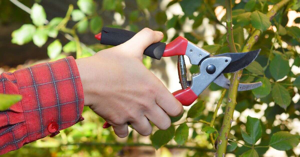 Monty Don warns popular plant needs to be 'pruned hard now' to avoid winter damage