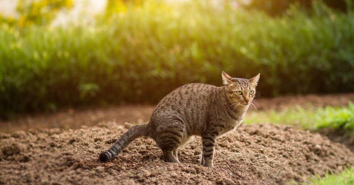 Easy way to stop cats pooping in your garden using simple and natural method