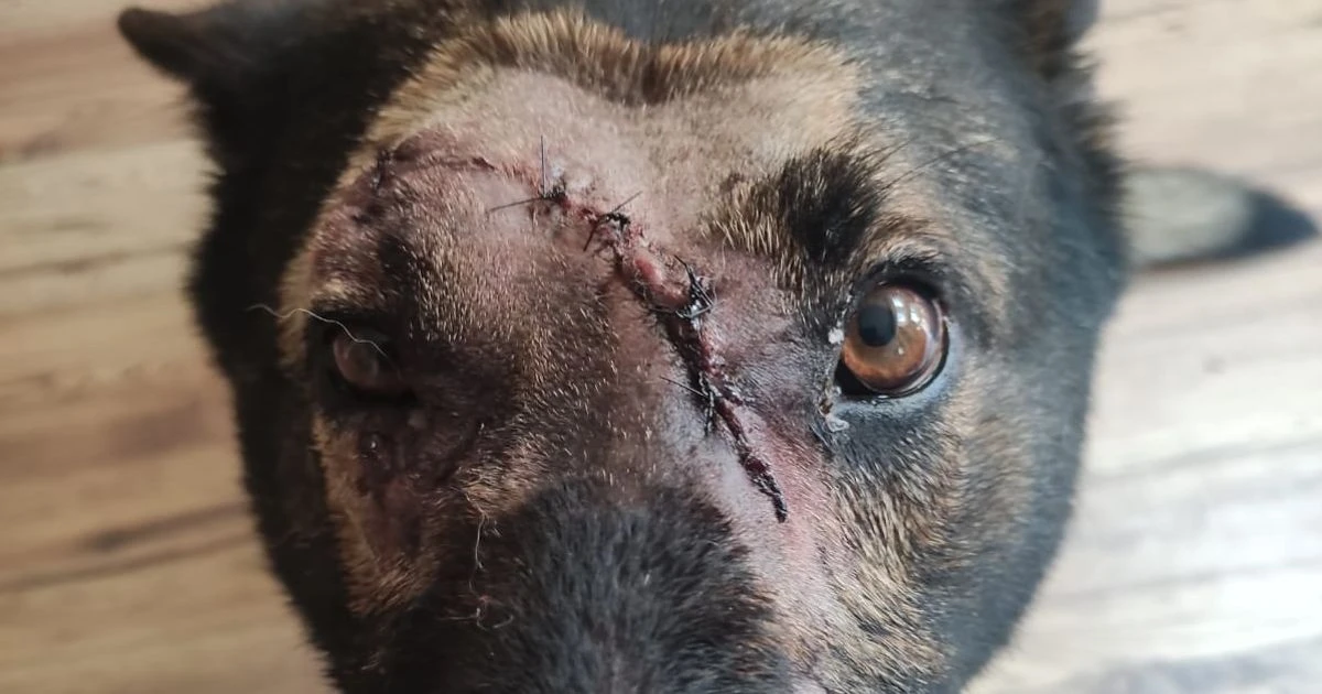 Hero police dog stabbed in head five times tackling knifeman who broke officer's wrist