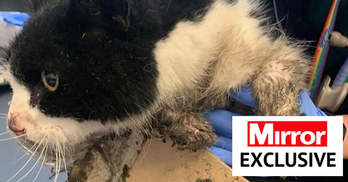Cat caught in glue rat trap suffers horror injuries as calls to ban them grow
