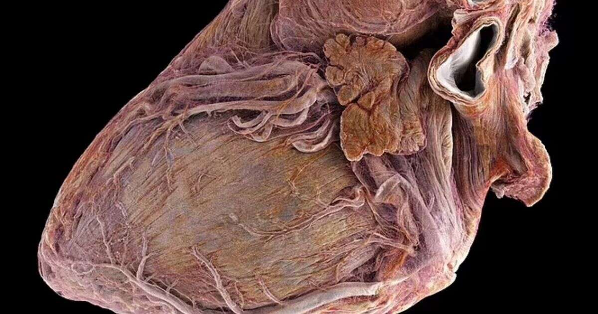 Amazing video takes trip inside the 'Google Earth' of the human heart