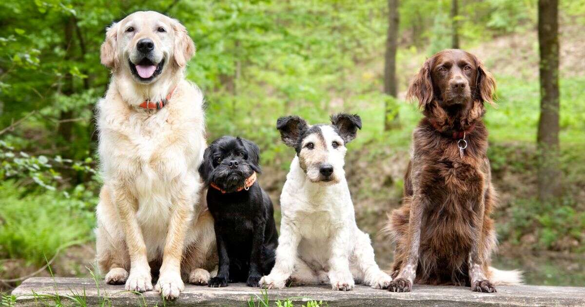 'I'm a dog trainer and I'd never have this breed in my family home'Dogs