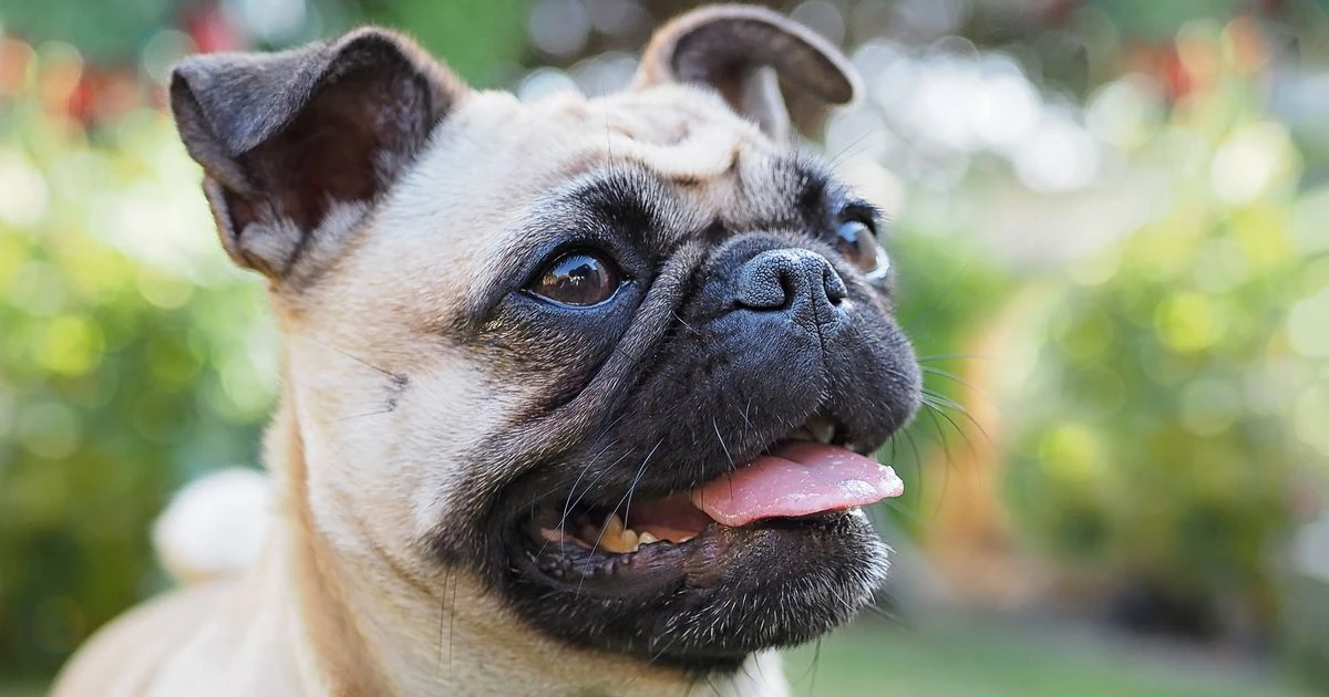 Brits ditch two dog breeds because of health fears with new most popular namedAnimals