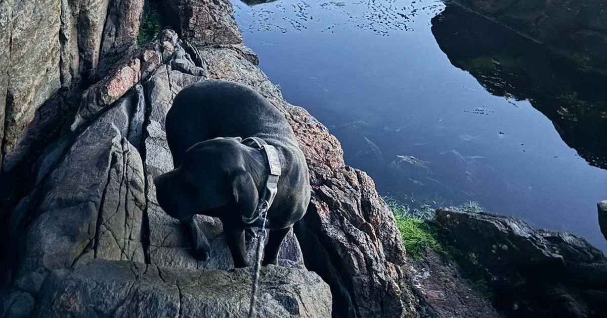 Dog missing for a week rescued from UK cliff 'only had rainwater to survive on'